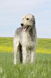 IRISH WOLFHOUND 198